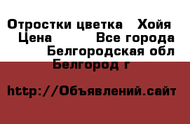 Отростки цветка  “Хойя“ › Цена ­ 300 - Все города  »    . Белгородская обл.,Белгород г.